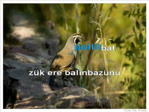 Boleroa · Eperrak