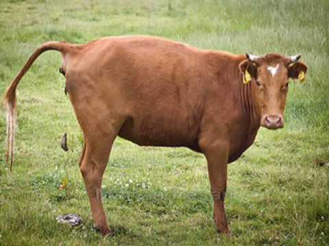 Polka · Mariandresen korotza